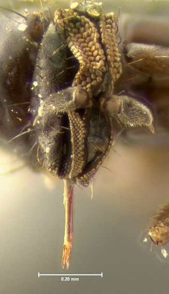 Media type: image;   Entomology 1118 Aspect: head frontal view